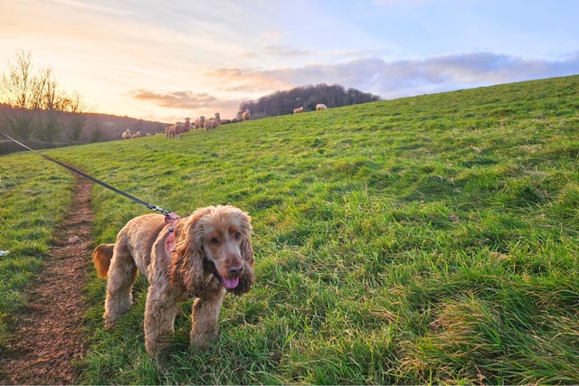New dog laws aim to protect livestock across Devon