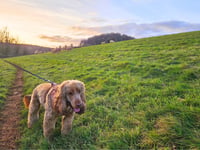 Easter warning to dog owners
