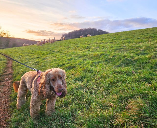 New dog laws aim to protect livestock across Devon
