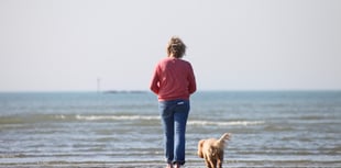 Dog licensing could return, RSPCA asks for views