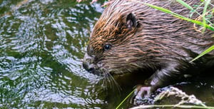 Beavers to be released in South West England in coming weeks
