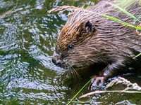 Beavers to be released in South West England in coming weeks

