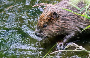 Beavers to be released in South West England in coming weeks
