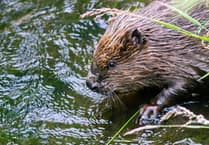 Beavers to be released in South West England in coming weeks