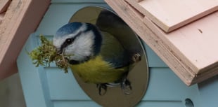How to help birds thrive this National Nestbox Week

