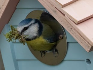 How to help birds thrive this National Nestbox Week
