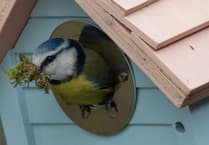 How to help birds thrive this National Nestbox Week