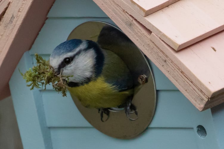 National Nestbox Week.