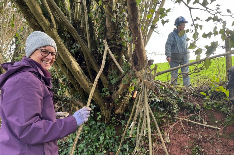 Volunteers shared skills from varied previous activities - including how to make pegs for laying hedge from harvested hazel rods. The pegs proved popular, and were described by one participant as, "looking like kids on a seesaw' as they accumulated on a branch.