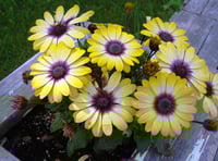 Entries open for RHS and BBC's Pocket Garden Makeover Prize 