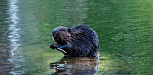 Natural England approves release of beavers in South West