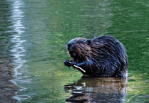 Natural England approves release of beavers at two projects in South West