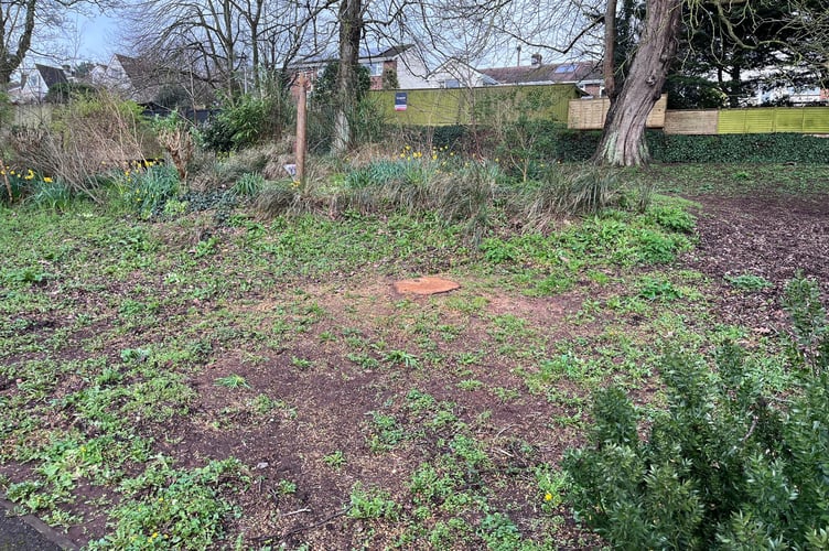 Where the tree stood in People’s Park before it was felled on March 5.
