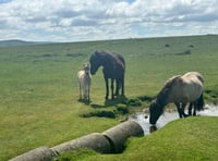 Court orders review of livestock on Dartmoor commons