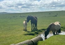 Court orders review of livestock on Dartmoor commons