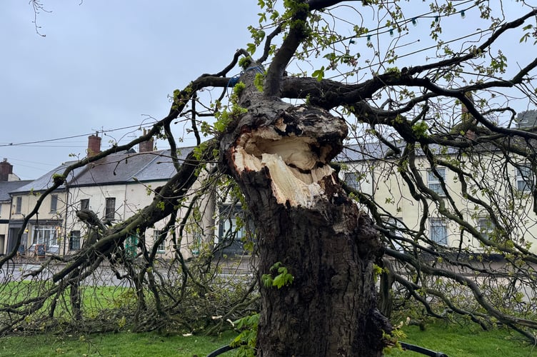 Where the tree has snapped or disintegrated at St Lawrence Green. AQ 7245