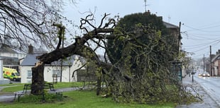 Tree comes down on Crediton Green
