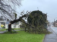 Tree comes down on Crediton Green
