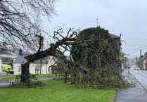 Tree comes down on Crediton Green
