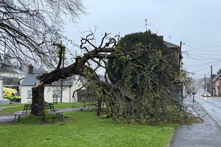 The tree which has come down at St Lawrence Green in Crediton. AQ 7265