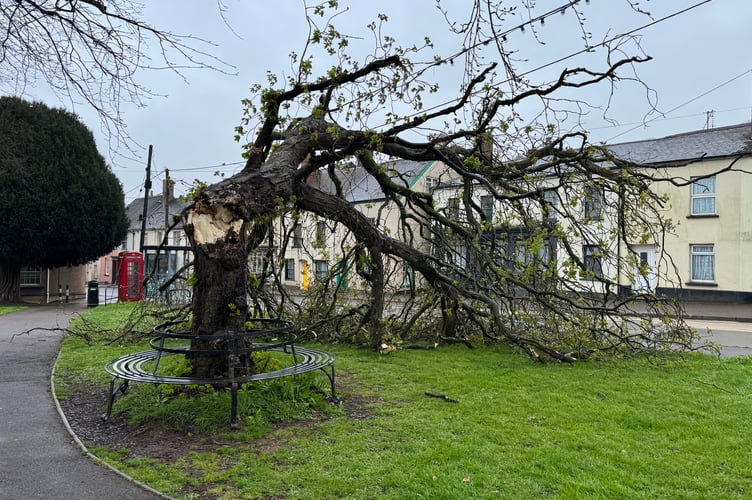 The sad view of the tree which has fallen at St Lawrence Green. AQ 7243