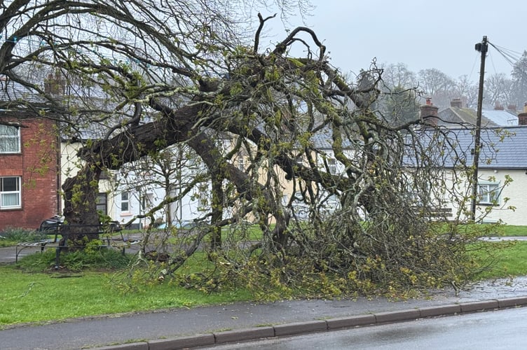 A view of the tree across part of the pavement adjoining St Lawrence Green. AQ 7259