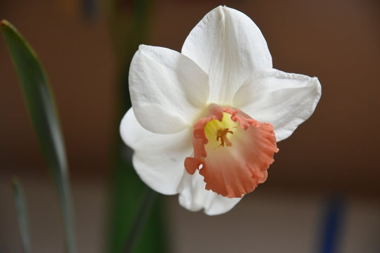 A special bloom at Zeal Monachorum Spring Show.