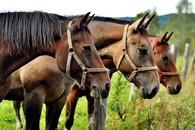 Police seek equine volunteers