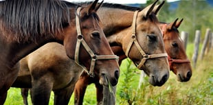 Police seek equine volunteers
