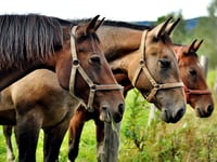 Police seek equine volunteers