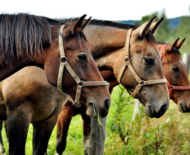 Police seek equine volunteers