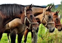 Police seek equine volunteers