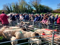 Sheep sales soar in scorching spring sunshine