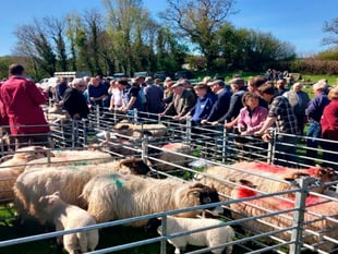 Sheep sales soar in scorching spring sunshine