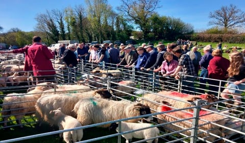 Sheep sales soar in scorching spring sunshine