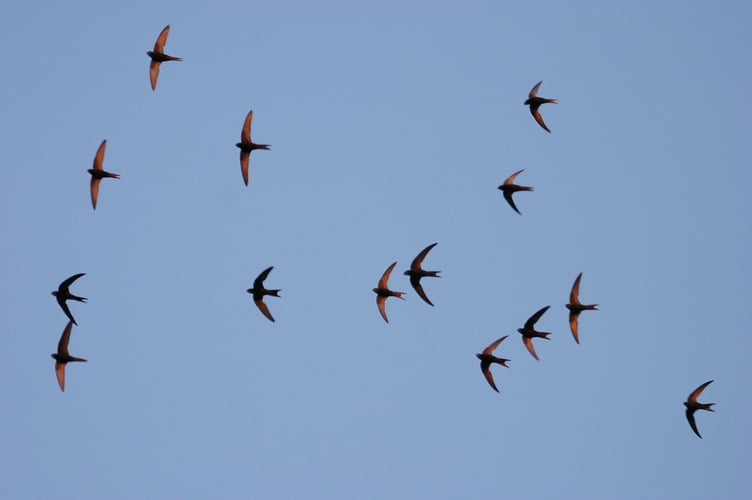 Swifts in flight.  Photo credit: Bill Baston.
