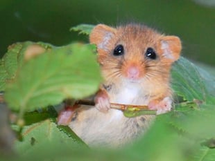 New strategy aims to help Devon reverse nature decline