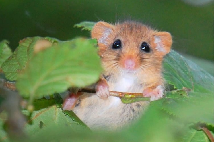 A hazel dormouse