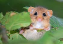 New strategy aims to help Devon reverse nature decline