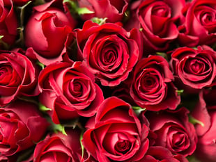 Talk on roses coming up in Crediton