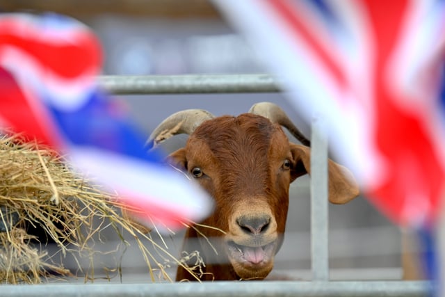 It's showtime - gates open for the 2026 Devon County Show