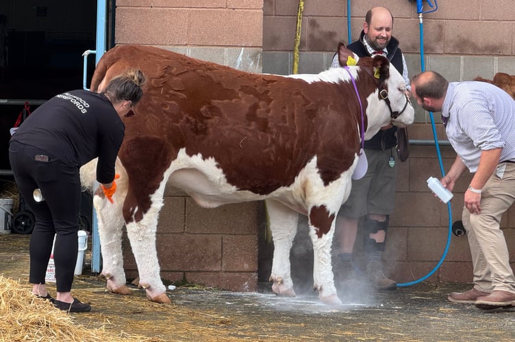Washing a cow and whitening its legs with talcum powder before judging at the Devon County Show.  AQ 1118
