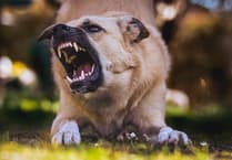 FOI reveals dog seizure figures across Devon and Cornwall