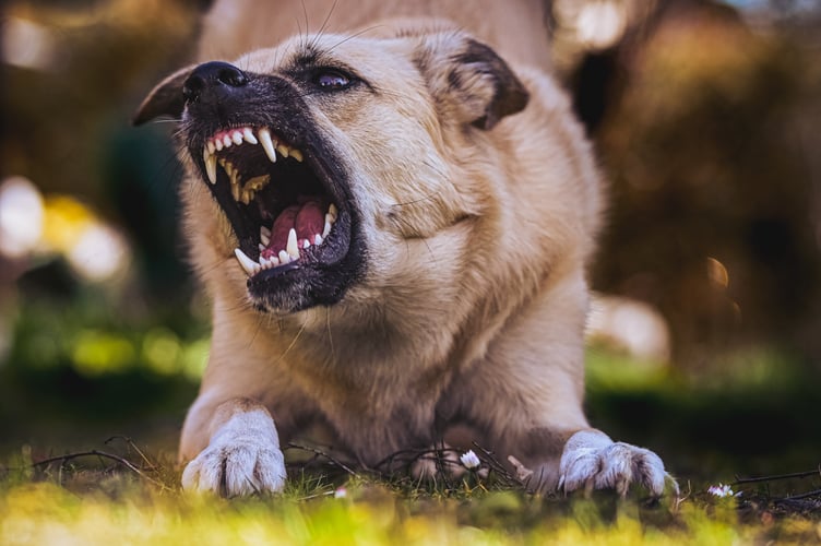New FOI figures show how many dogs the force seized - Image by Alexa from Pixabay