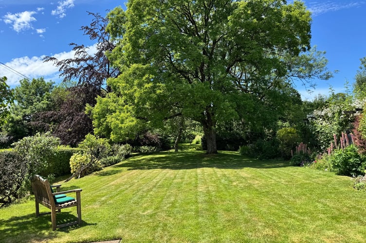 The lovely lawn at Crickett, Morchard Bishop. AQ 2286