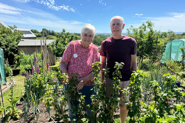 Roger Field, right, chair of Morchard Bishop Allotments and his wife Margaret, treasurer, in their allotment. AQ 2309