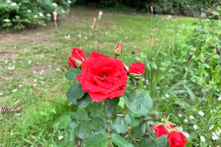 The Boniface rose planted behind the St Boniface statue in Newcombes Meadow. AQ 2705