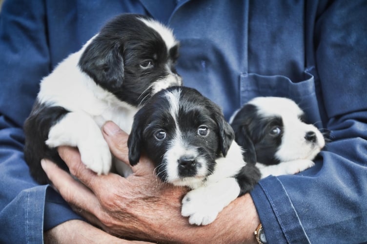 A dog breeder.