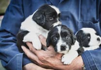 Unlicensed dog breeder issued with £4,000 penalty notice