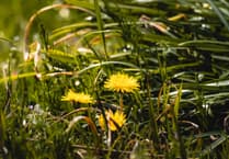 North Tawton weedkiller decision sparks concern over possible glyphosate use